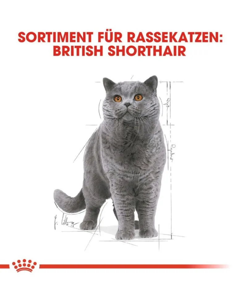ROYAL CANIN British Shorthair 85 g bustina 12 x 85 g