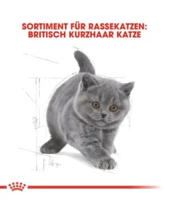 ROYAL CANIN Kitten british shorthair 10 kg