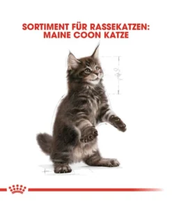 ROYAL CANIN Kitten Maine Coon 2 kg