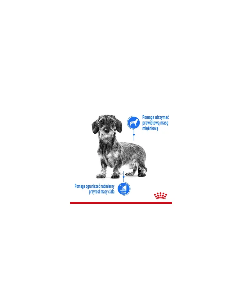 ROYAL CANIN Light Weight Care cibo umido - pâté per cani adulti con tendenza al sovrappeso 12 x 85 g