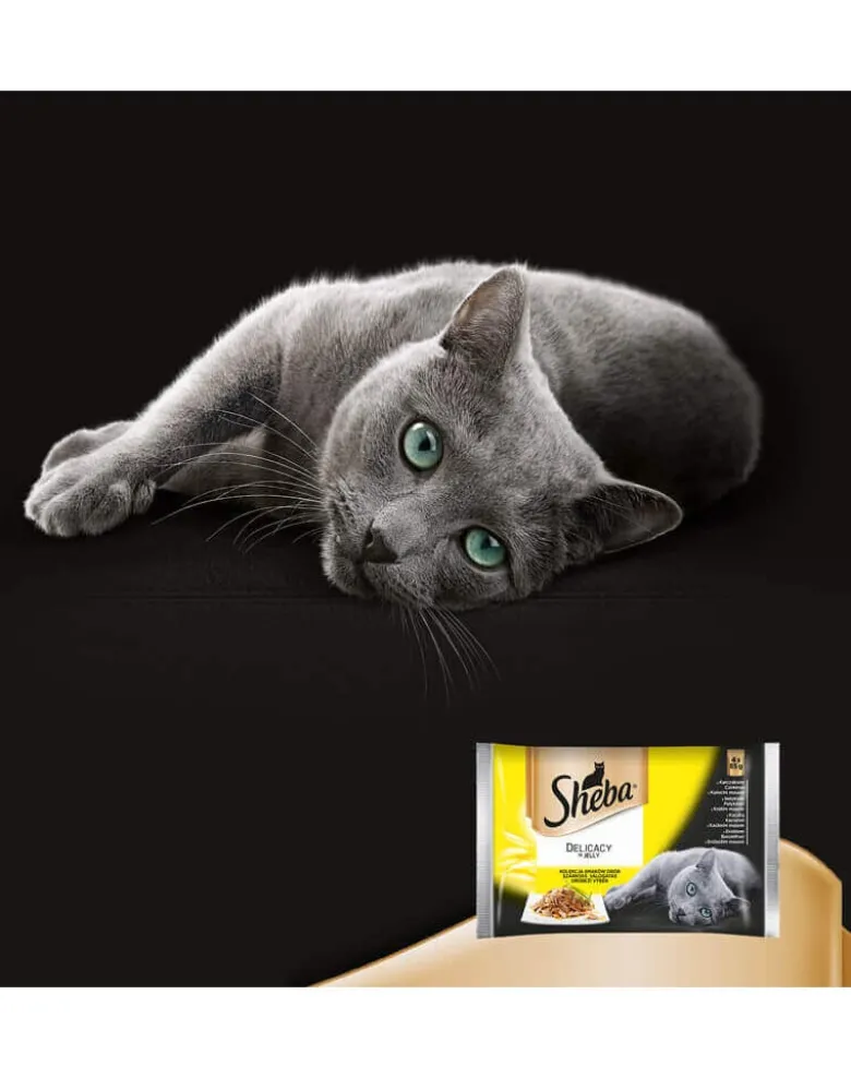 SHEBA Delicacy Fine Flakes Aromi di pollame in bustina 4x85g cibo umido completo per gatti adulti, bocconcini in gelatina con: anatra, pollo, pollame, tacchino
